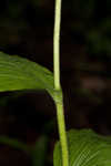 Kentuckey lady's slipper